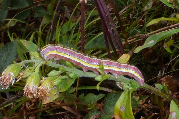 Cucullia (Cucullia) asteris, Noctuidae